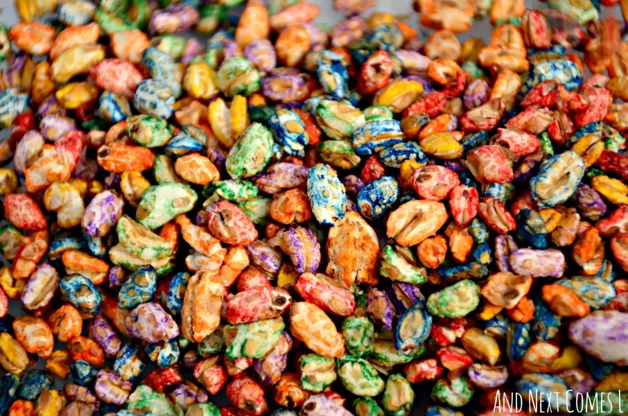 How to dye puffed wheat cereal for sensory play from And Next Comes L