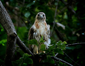 Christo molting.