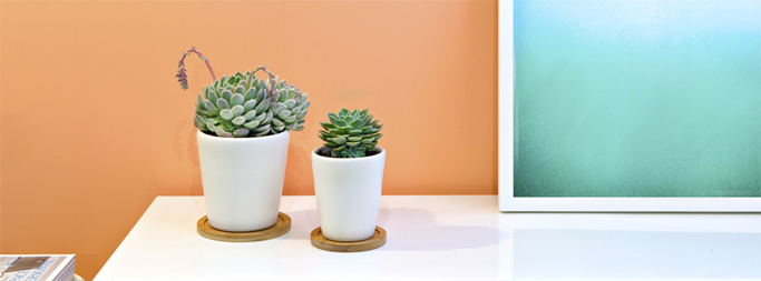 Wellness Wednesday: How to make pure air stylish- indoor plants