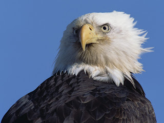 Bald Eagle Wallpapers