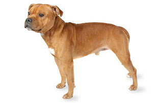 Staffordshire Bull Terrier Dog Photos