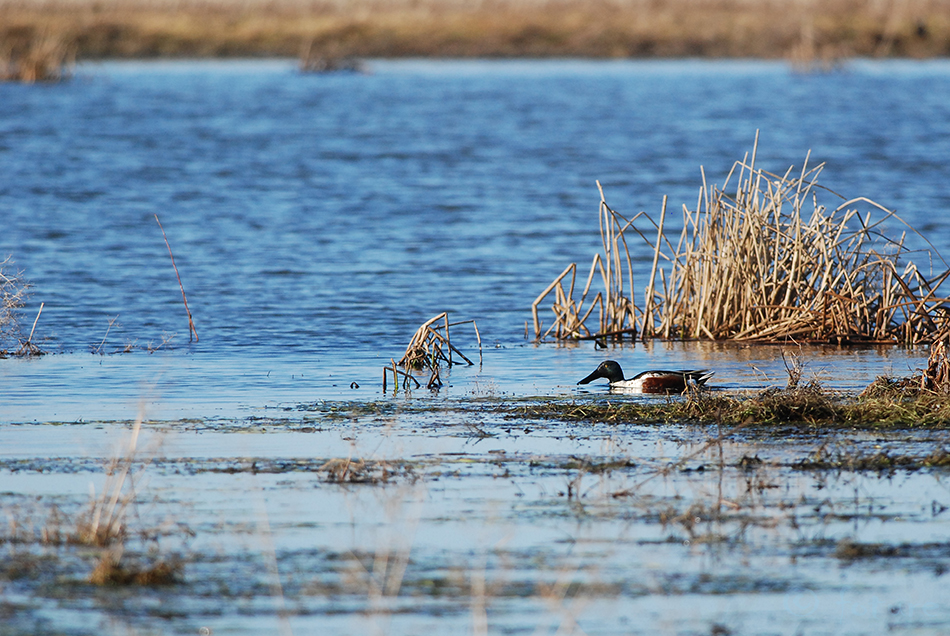 Luitsnokk-part, Spatula clypeata, Northern Shoveler, anas, duck, shoveller, European, common