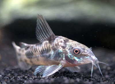 Corydoras Pepper