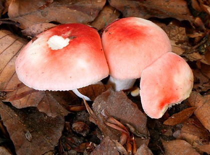 PinkCzechMushrooms