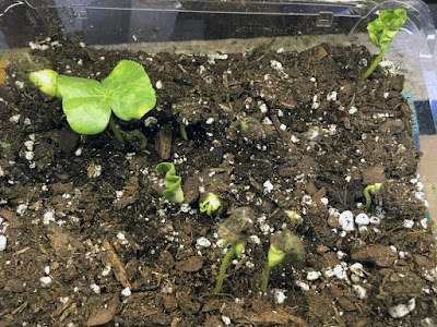 A number of small, bright-green seedlings in a clear plastic tray of potting soil; one seedling has a fully unfolded pair of leaves, another is starting to unfurl, and the rest are still wearing seed coats or just emerging from the soil.