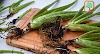 Tips For Dividing Aloe Plants