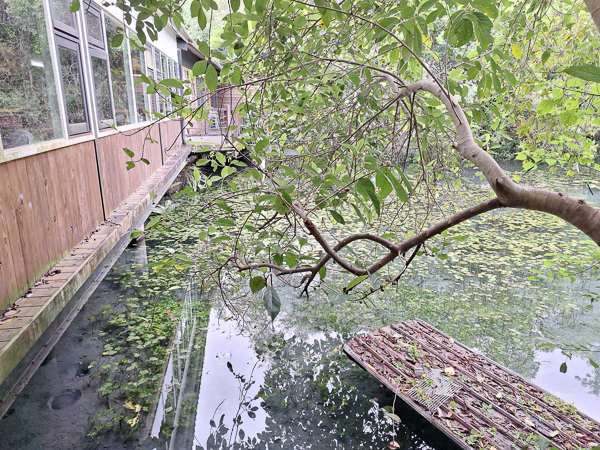 花蓮光復馬太鞍濕地生態園區、休閒農業區、木棧道，生態之旅