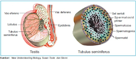 VAS DEFERENS