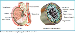 testis