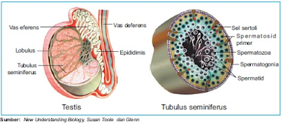 VAS DEFERENS