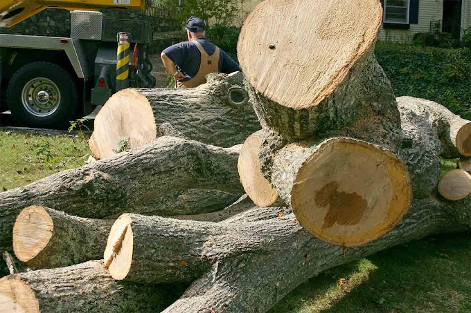 FACTS EVERYONE SHOULD KNOW ABOUT QUALITY TREE CARE