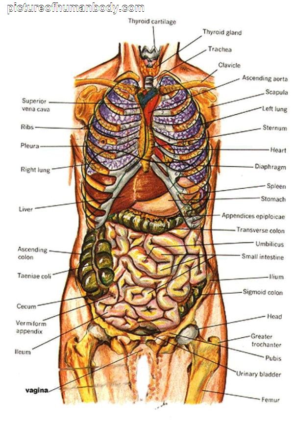 Funny Pictures Gallery: Organs, internal organs diagram ...