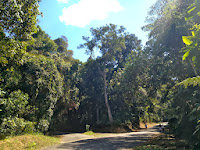 Parque Estadual da Cantareira em São Paulo