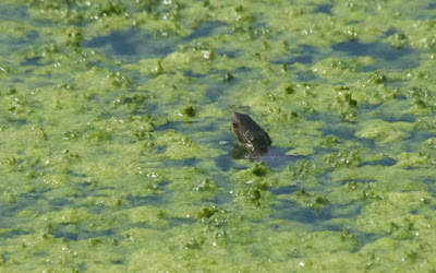  Caspian Turtle (Mauremys caspica