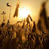 UPL realiza 'Day ON' para apresentar novo fungicida focado em soja em 13 estados 