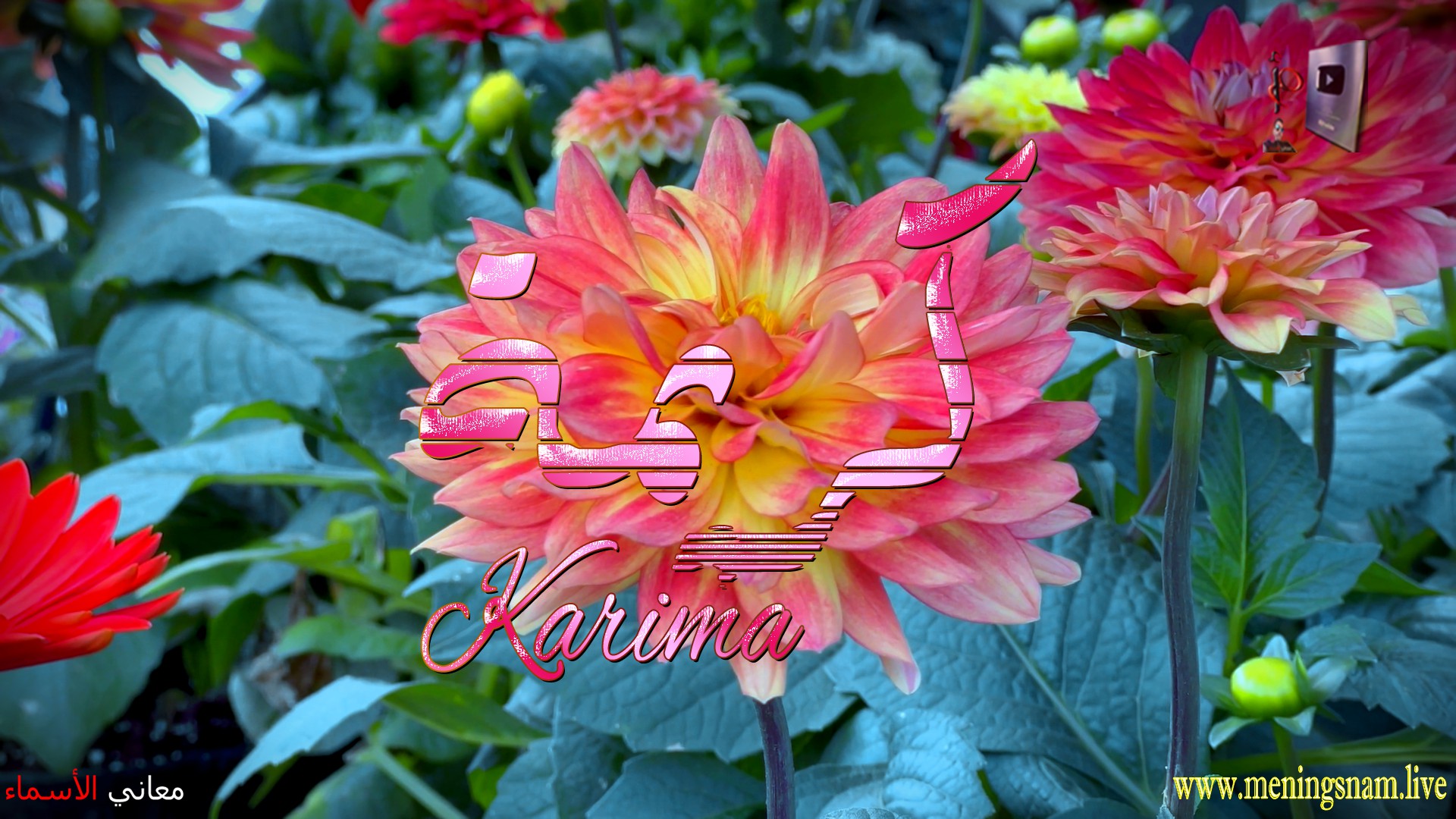 معنى اسم, كريمة, وصفات, حاملة, هذ الاسم, Karima,