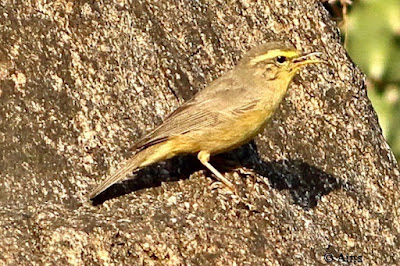 "Sulphur-bellied Warbler - Phylloscopus griseolus winter visitor on a rock."