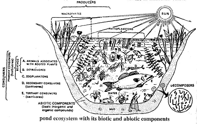 Pond Life Food Web Clip Art - Aquatic Ecosystem | Aquatic ecosystem, Food  web, Ecosystems