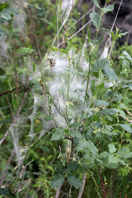 Pfaffenhütchen-Gespinstmotte, Yponomeuta cagnagella