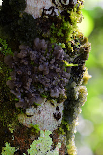 closeup of plants growing on tree trunk