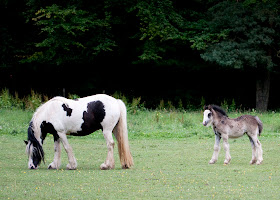 Horse and foal near Downe.  Orpington Field Club outing to Orchis Bank, Downe.  Taken with EOS 450D and 100mm macro lens.  25 June 2011.