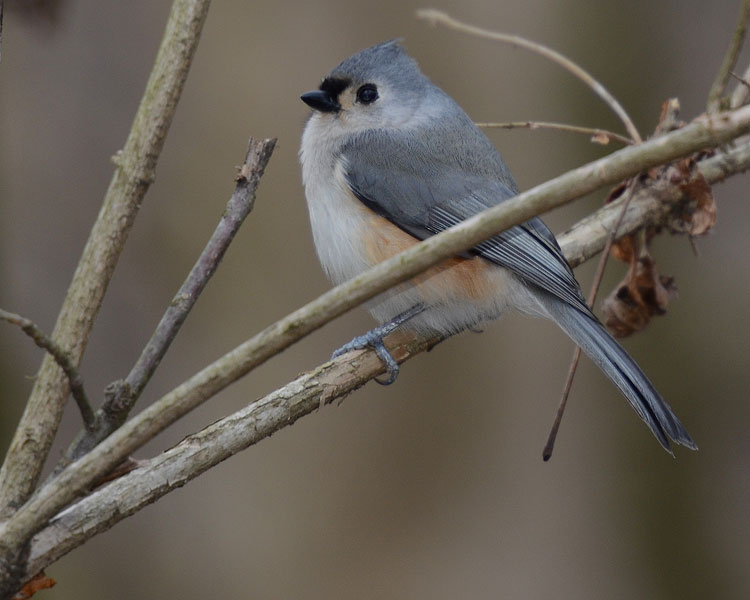 A sweet Tufted Titmouse (Baeolophus bicolor) peeps his happy song on a cold day