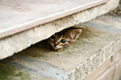 Cool Cats Hiding Seen On www.coolpicturegallery.us