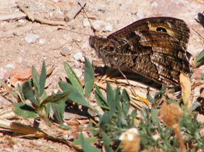 http://www.biodiversidadvirtual.org/insectarium/Hipparchia-semele-img374591.html