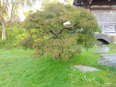 mature shapely tree, Japanese Tea Garden