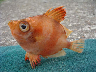 Fish Wallpapers