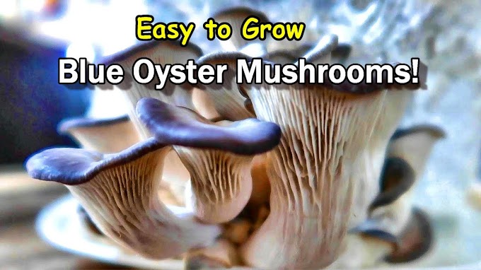 Buy Fresh Blue Oyster Mushrooms in Kolhapur, Maharashtra