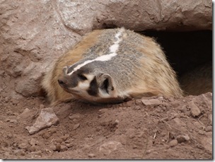 A Badger