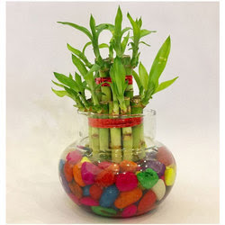 buy lucky bamboo online india