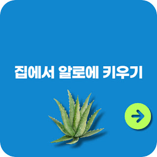 집에서 알로에 키우기: 건강하게 키우는 완벽 가이드