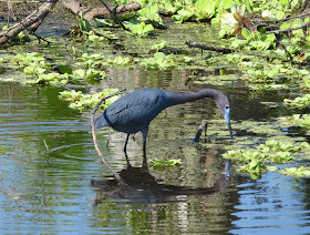 Little Blue Heron - Eagle Lakes Community Park, Florida