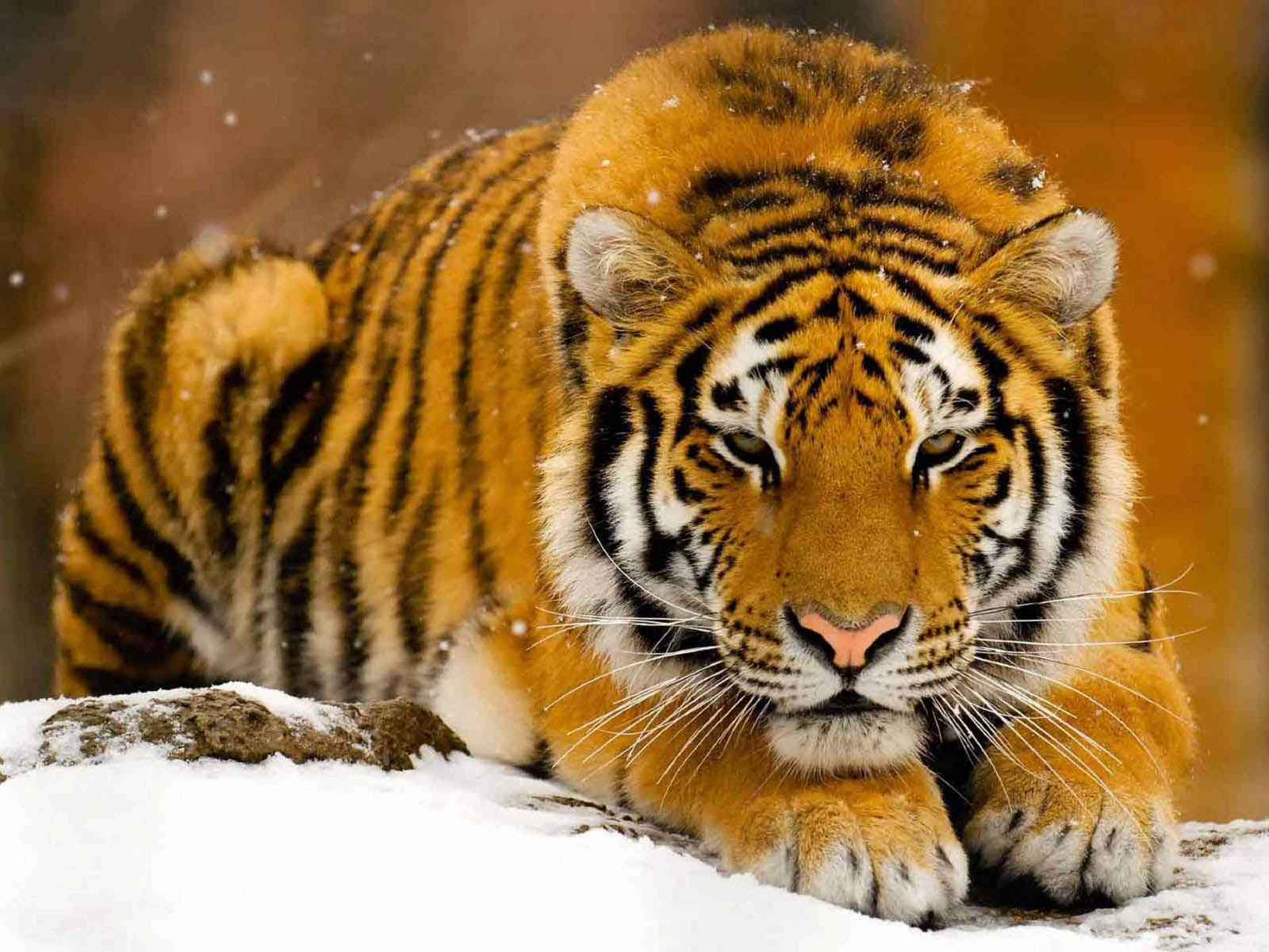 Wallpaper dan Gambar Harimau Berukuran Besar