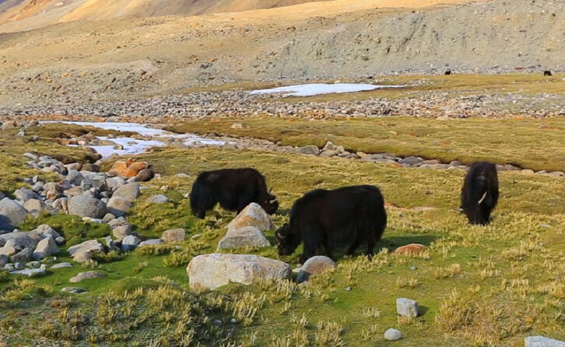 Hemis National Park