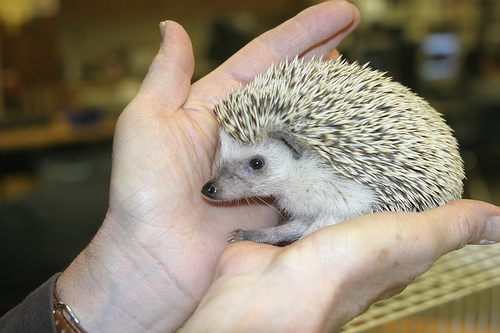 Hedgehog Report