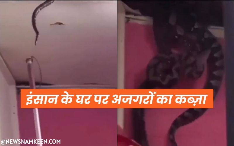 3 Pythons Captured Human House Viral Video इंसान के घर पर अजगरों का कब्ज़ा - News Namkeen