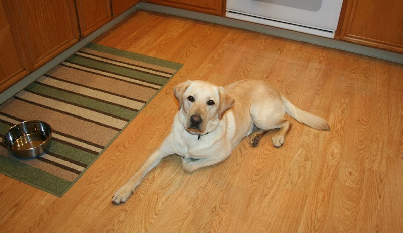 cabana laying on the wood floor of my kitchen, looking up sweetly at the camera