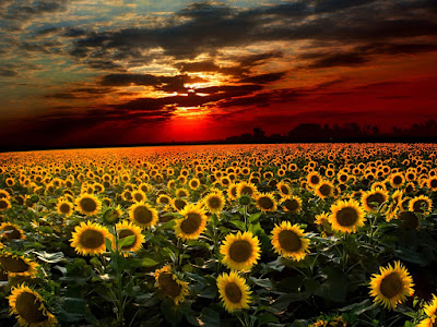 fotos de girasoles en campo de anochecida