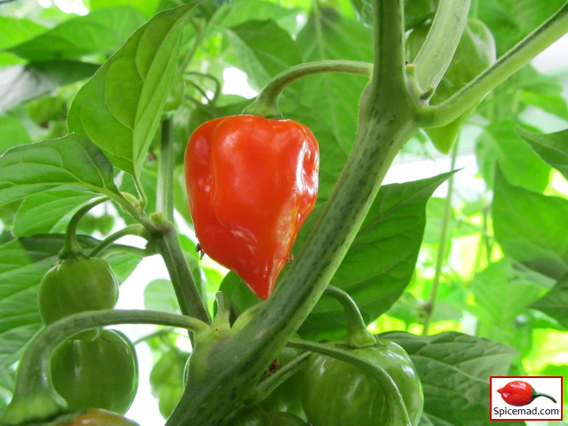 Caribbean Red Habanero - 28th August 2013
