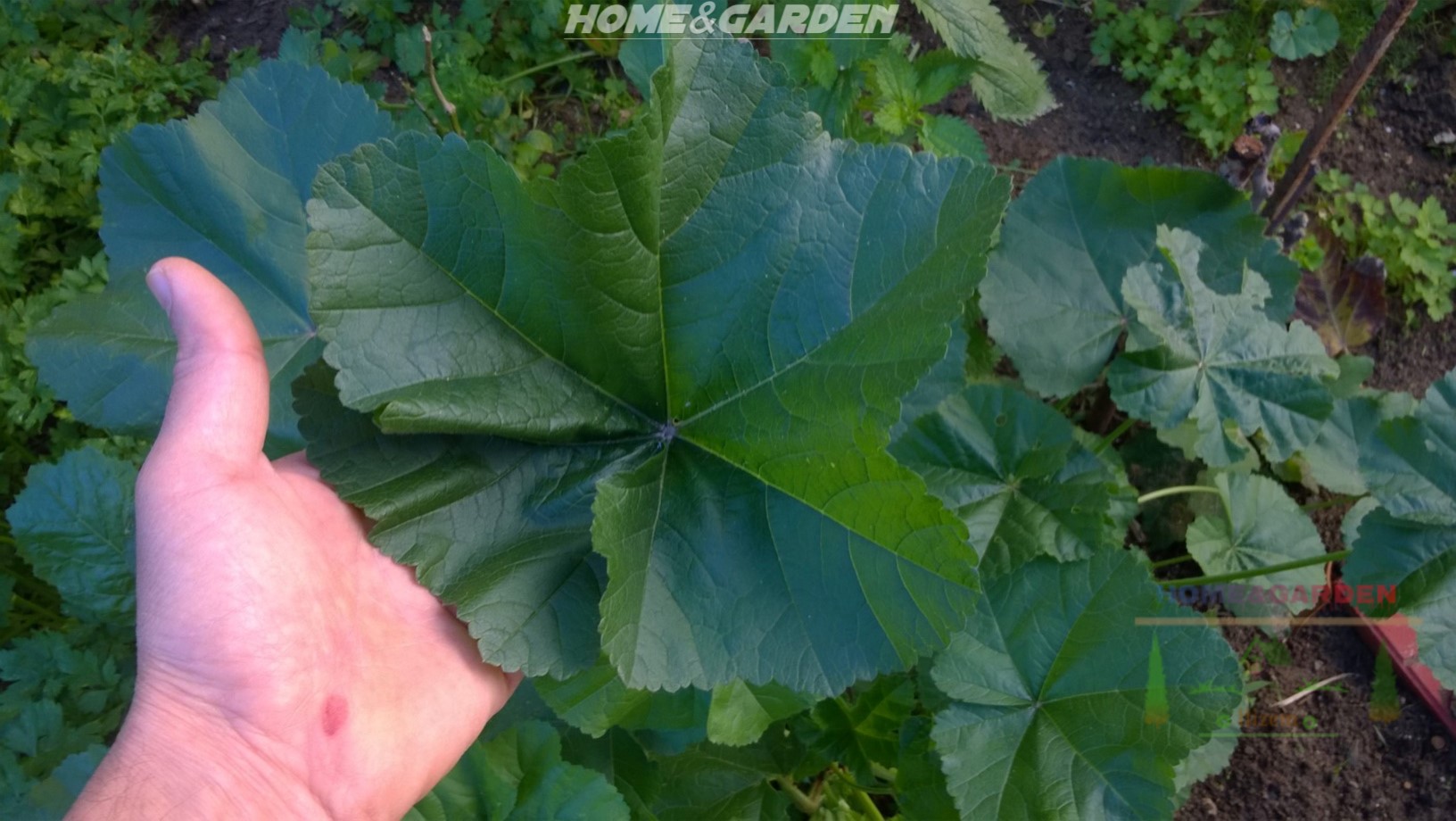 You can Pick mallow leaves when they are large enough (about the size of your palm or larger) and before the plant flowers or whenever they are a bright healthy green.