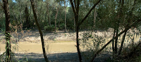 Vegetación en la ribera (septiembre 2011)