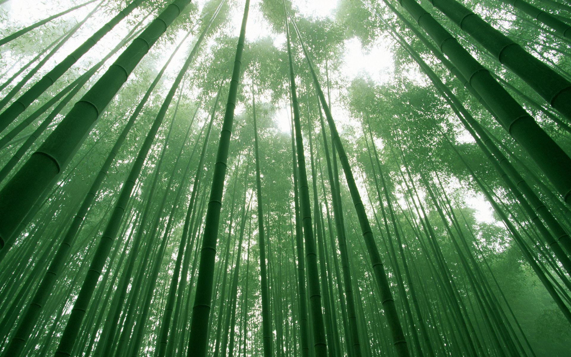 Amazing Bamboo Wallpapers