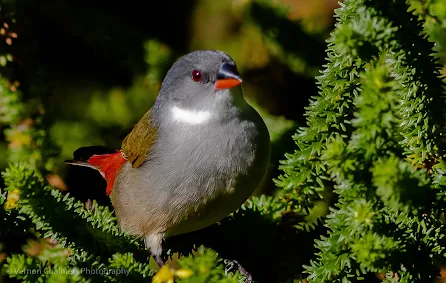 Swee Waxbill Bird in Bush Kirstenbosch Photographer Vernon Chalmers