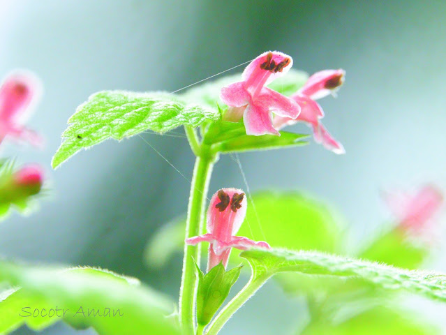 Loxocalyx ambiguus