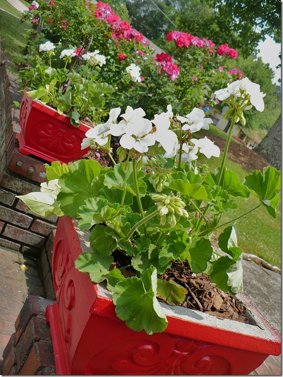 Redplanters