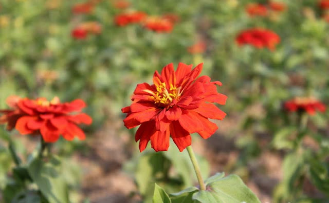 Zinnia Flowers