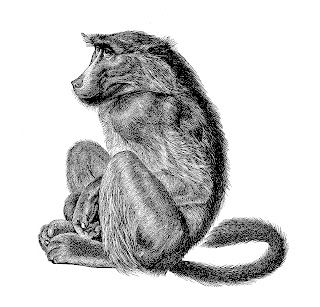 monkey baboon image illustration download